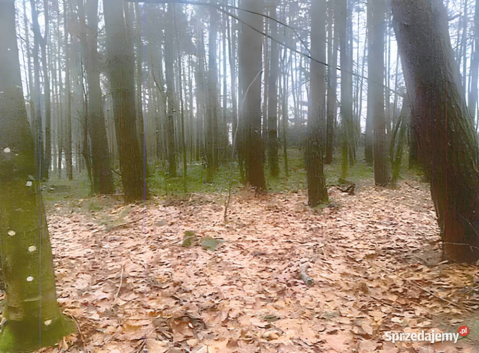 Syndyk sprzeda Nieruchomość w Pobłociu pomorskie Pobłocie