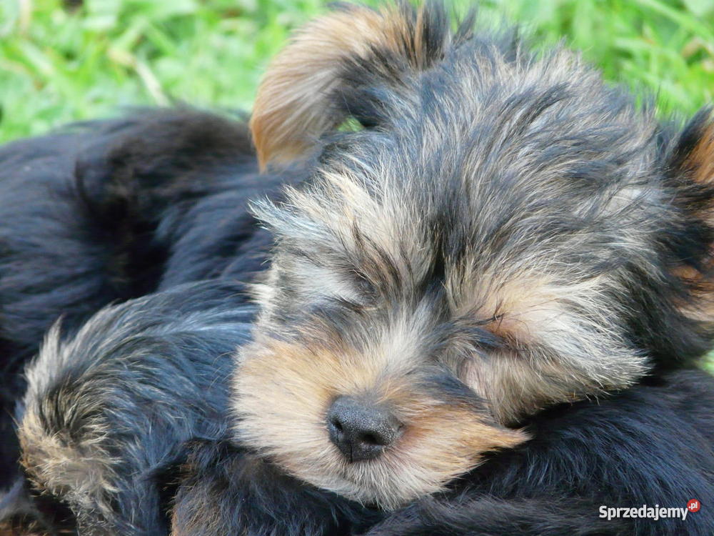 Ostatni szczeniak Yorkshire Terrier Psy Zwierzęta sprzedam
