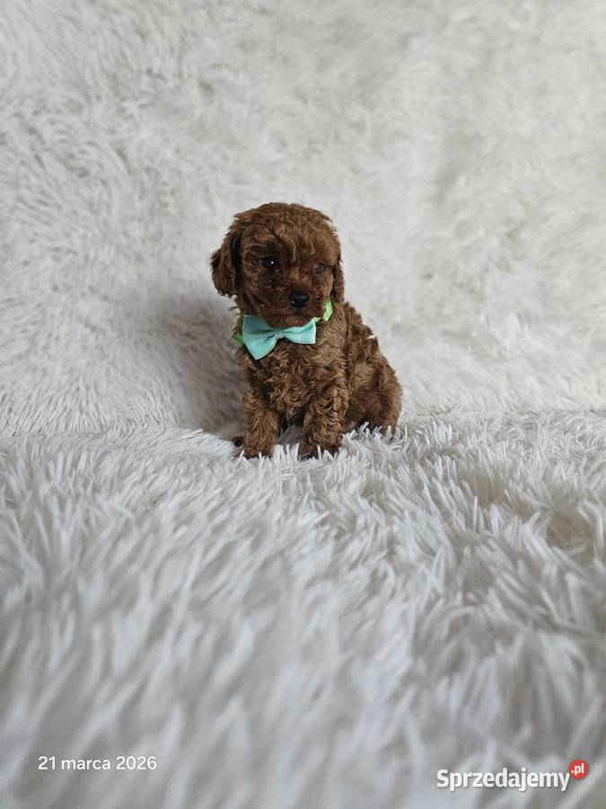 Pudel toy Genetyka Wyszków