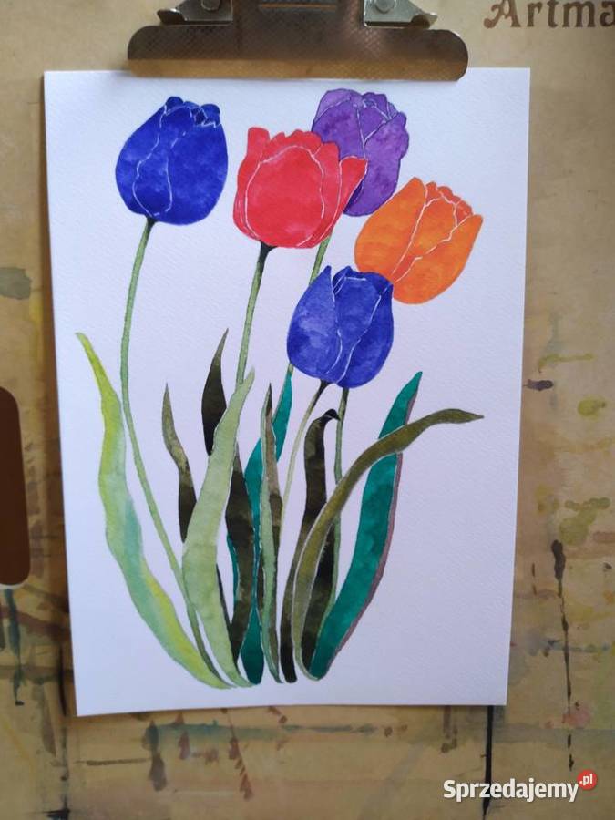 Akwarela Tulipanowy mix Lwówek
