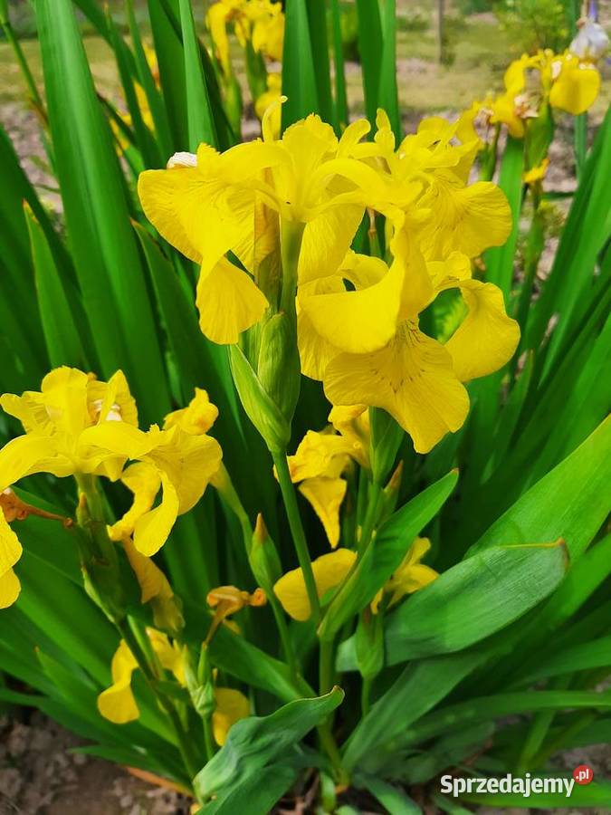 Kosaciec Irys mix kolorów