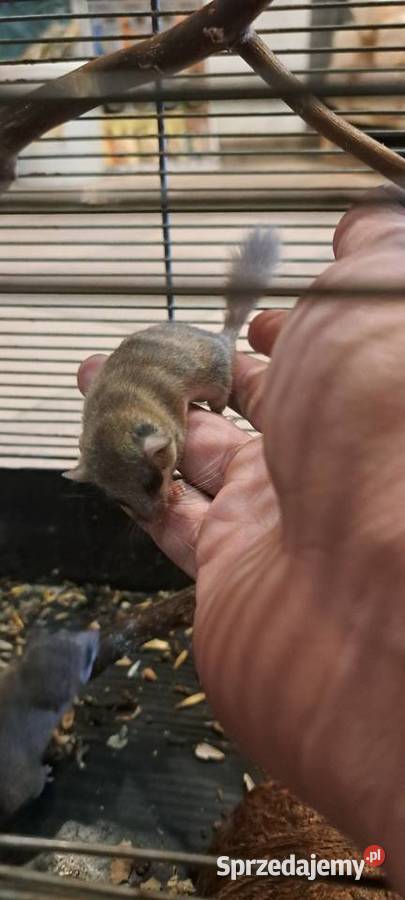 Popielica Afrykanska Hrubieszów