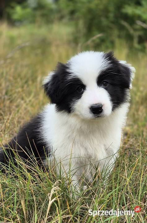 Border collie Zielonka