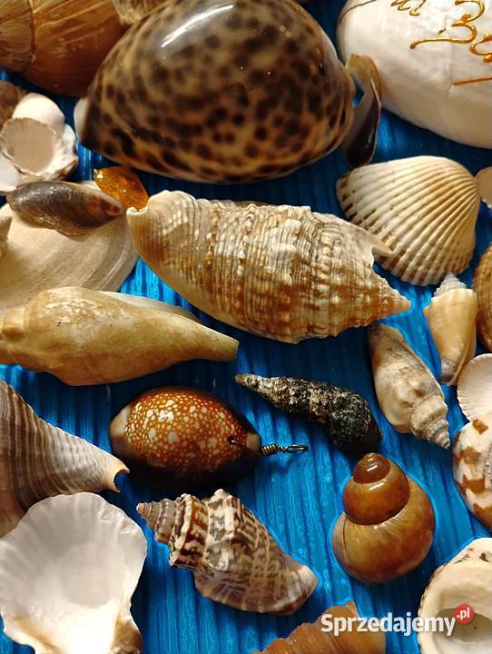 duży zestaw muszli Bukowno sprzedam