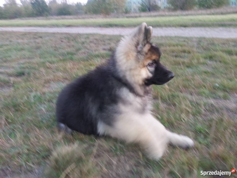Piękny owczarek niemiecki dlugowlosy Zgierz