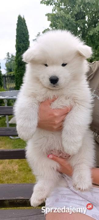 Samoyed szczeniaki