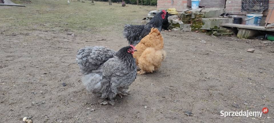 Jajka lęgowe kochin olbrzymi Tokarówka