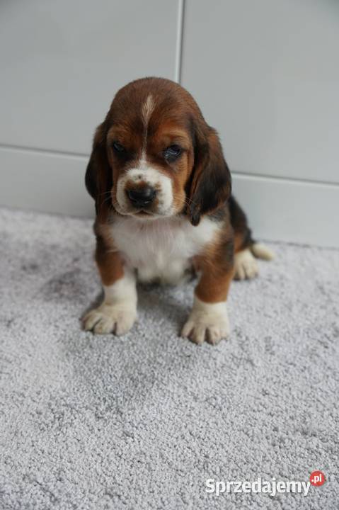 Basset hound szczeniak Grabów nad Prosną