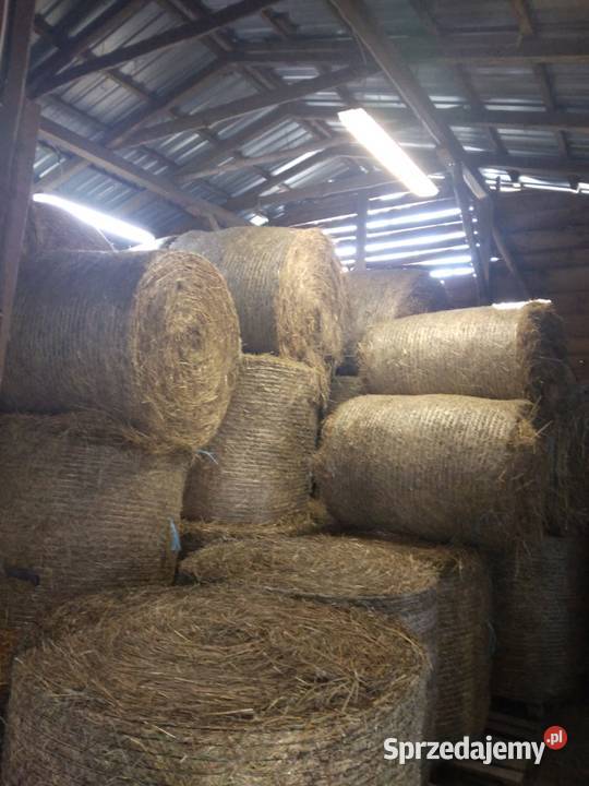 Siano Balot 120 1szy pokos koni