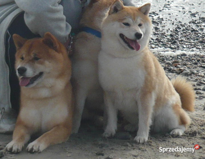 shiba inu szczenięta Psy Marki