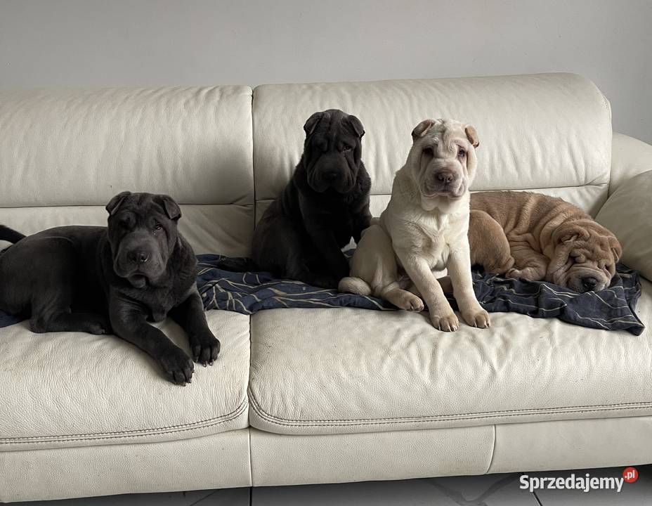Shar Pei ZKwPFCI Gorzów Wielkopolski sprzedam