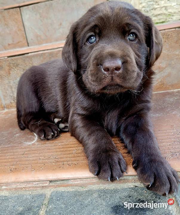Szczeniak labrador Klimontów