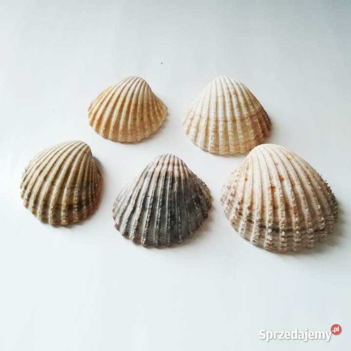 Muszelki 5 Figurki łódzkie Łódź