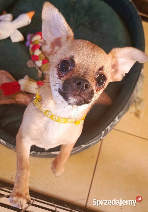Chihuahua psy rodowodowe FCI Chihuahua mazowieckie Puszcza Mariańska