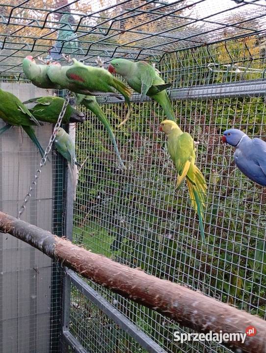 Aleksandretta Wieki i Chińska