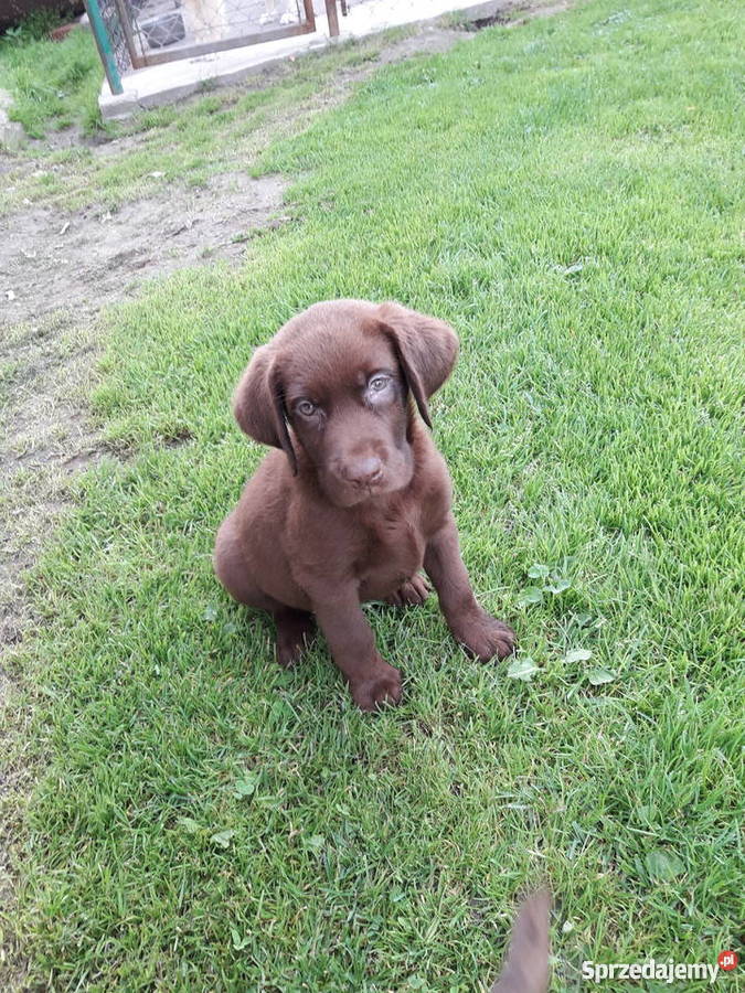 Szczeniaki labrador czekoladowy Labrador Pilzno