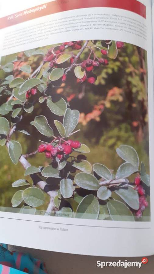 Irgi uprawiane w Polsce przyroda, krajobrazy Szczecin sprzedam