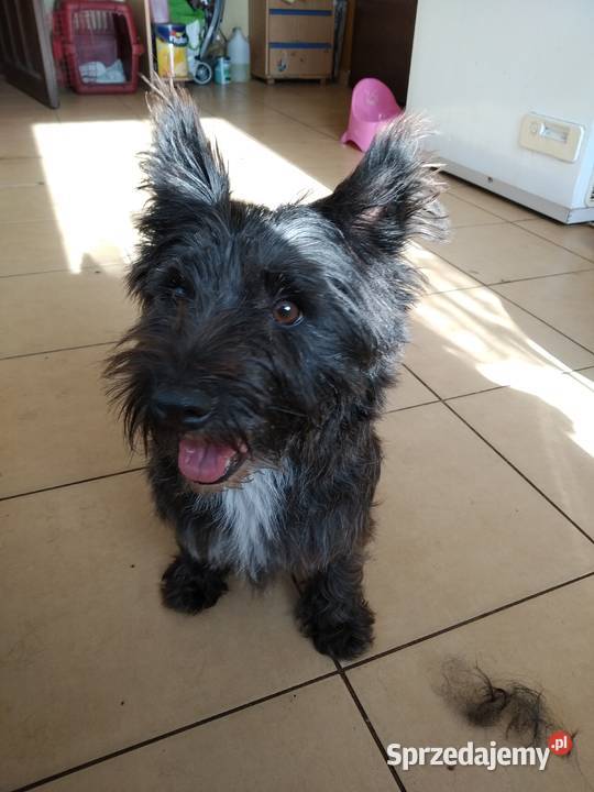 Cairn terrier suczka szczeniaki Pozostałe Przywidz sprzedam