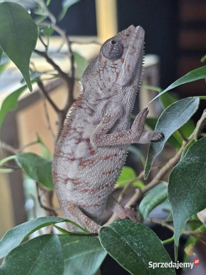 Kameleon lamparci Zwierzęta Kraków