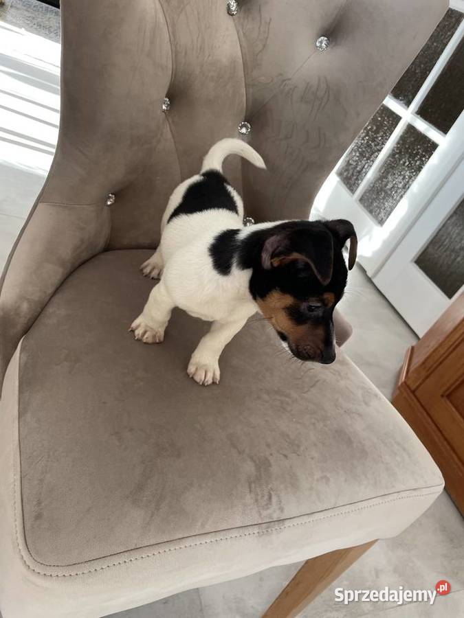 Jack Russell Terrier szczeniaki sprzedam