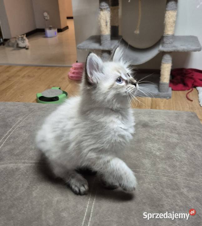 KOCUREK Neva Masquerade rodowód FPL Stary Broniszew