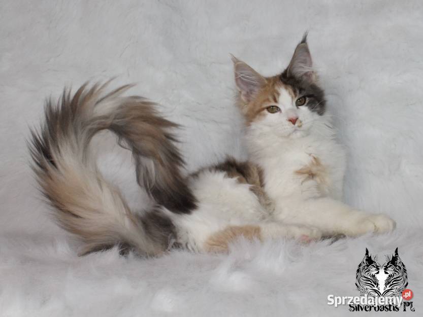 Kocięta Maine Coon kociego behawiorysty dolnośląskie Nowa Ruda