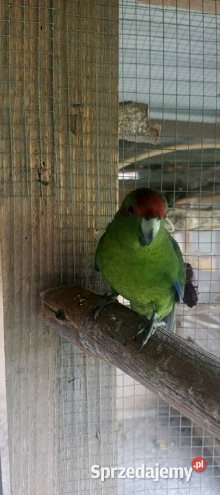 Rozelle białolice Modrolotki Kraśnik