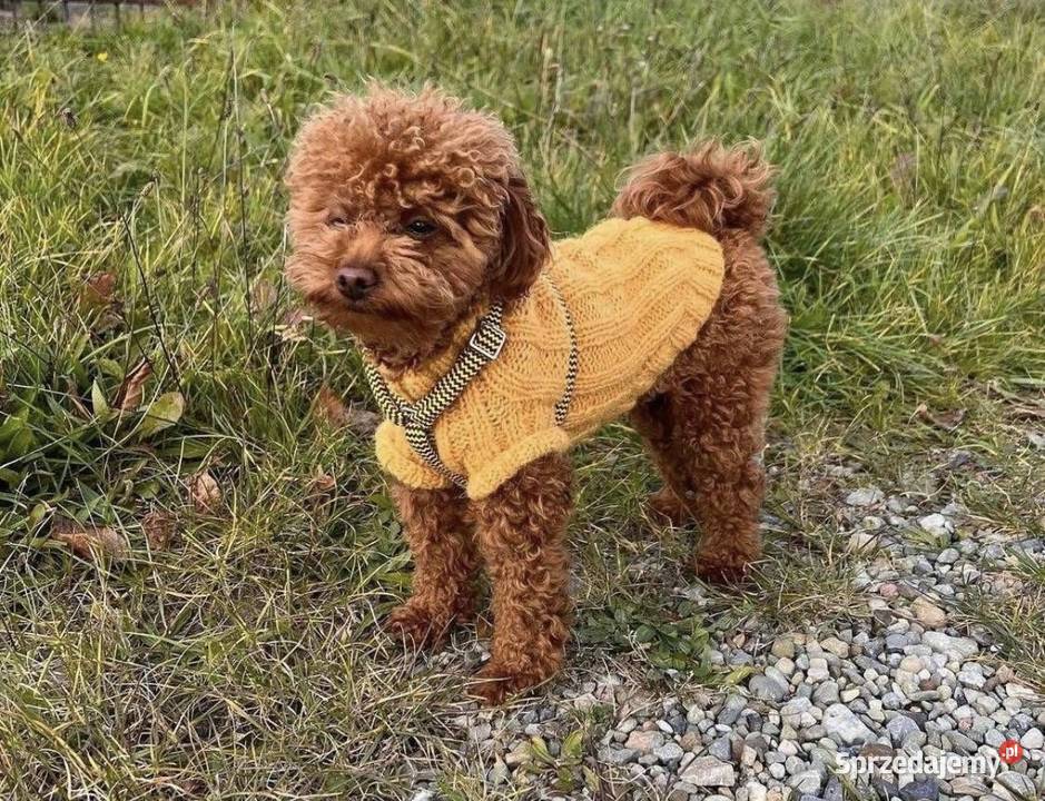 Pudel toy Częstochowa sprzedam