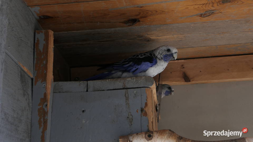 Rozella Królewska Niebieska Zelów