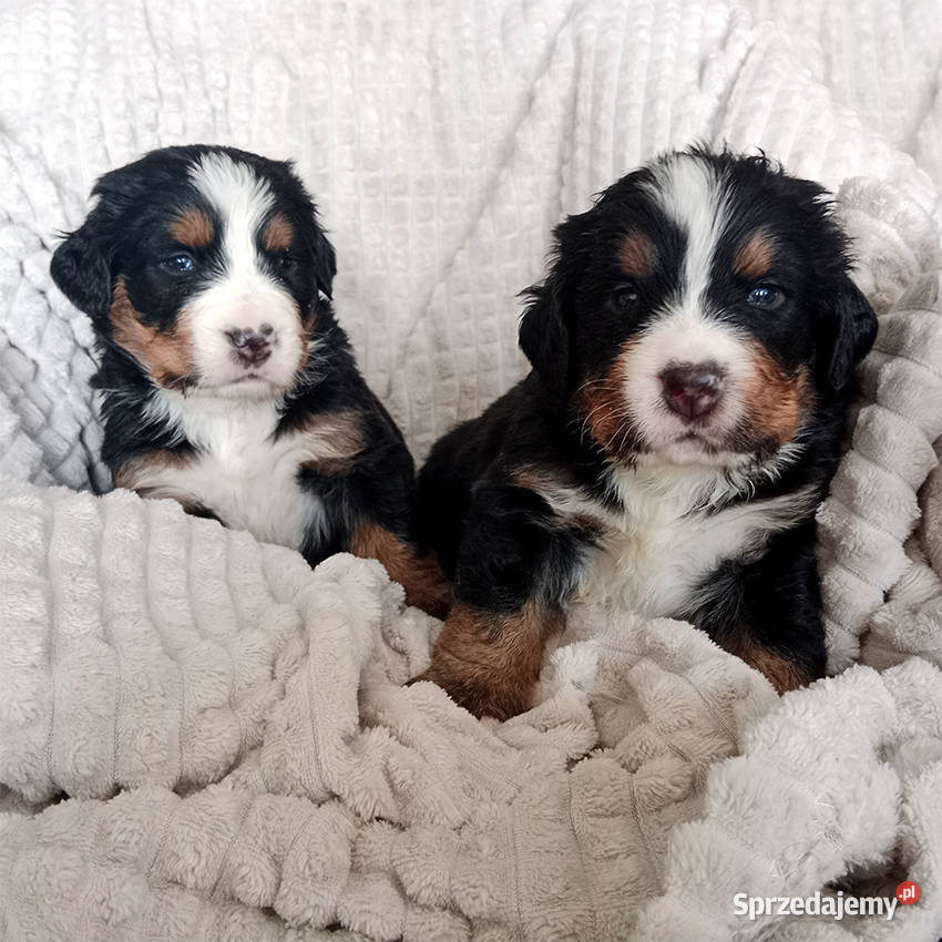 Berneński Pies Pasterski miot z odrobiną magii