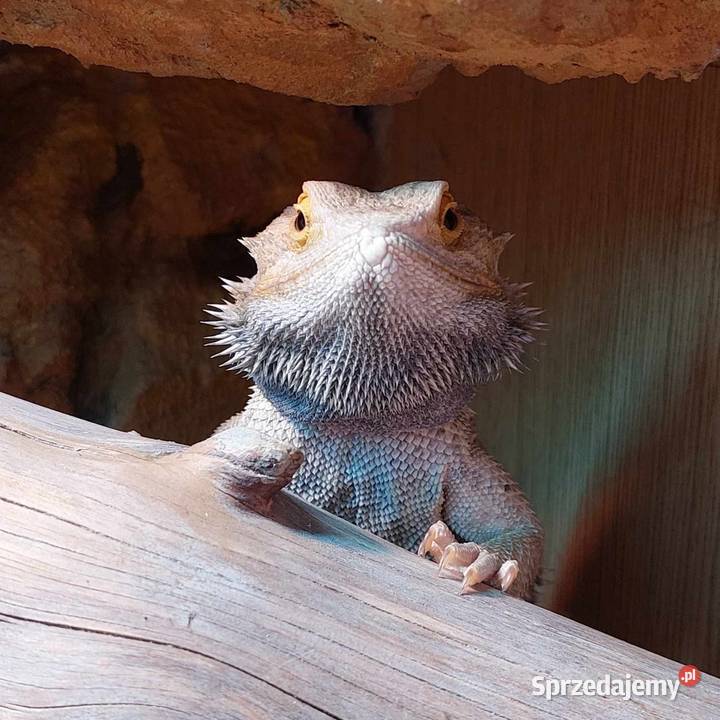 Agama brodata samiec 2 letni Warszawa