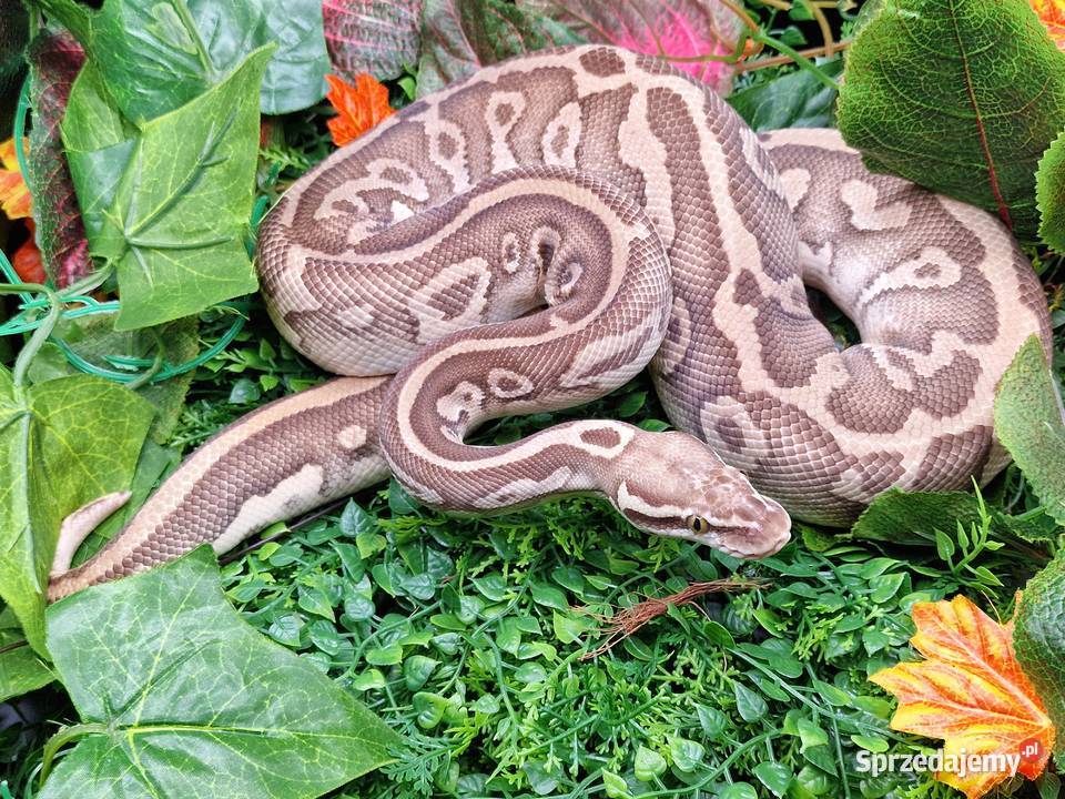 Pyton Krolewski Hodowla w niewoli Bytom