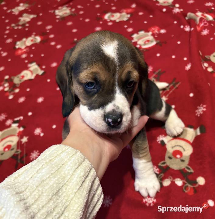 Sprzedam pieski Łódź