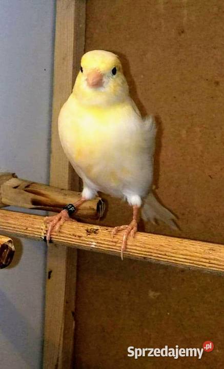 Samica kanarek 2020 podkarpackie Pustków-Osiedle