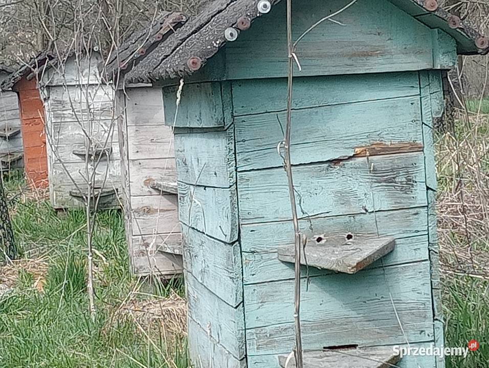 Sprzedam 16uli warszawskie i lewickiego Żółtańce