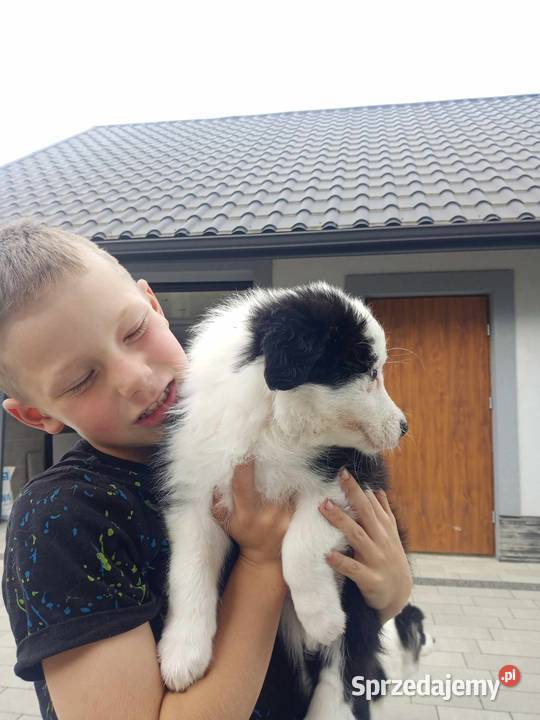 Border Collie FCI suczka do dogoterapii dotowa Pozostałe Dębica