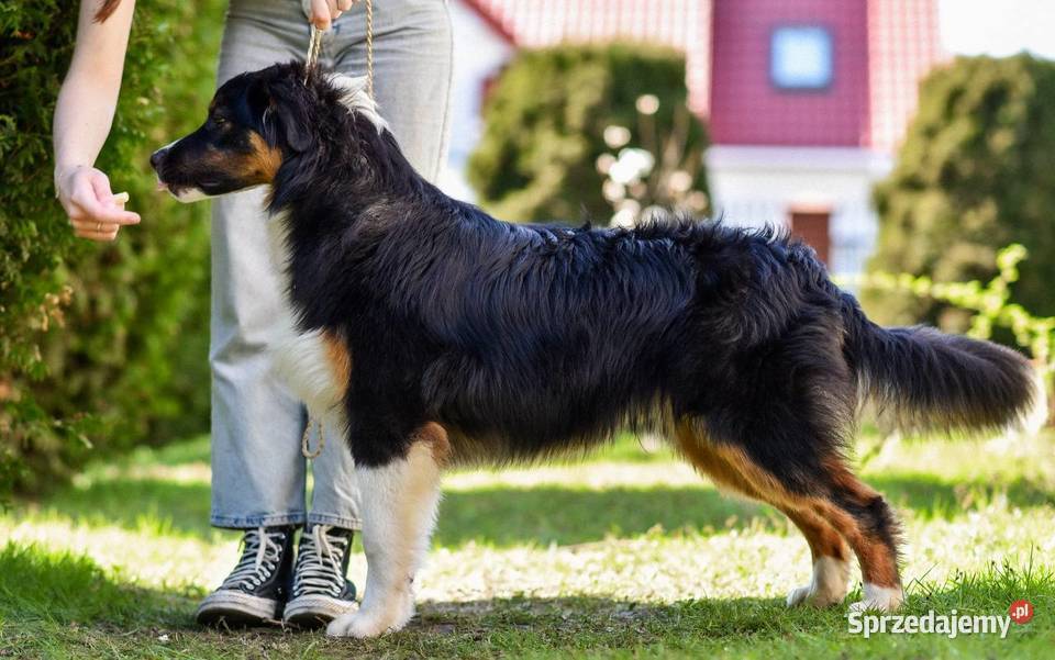 Ada i Bruce piękne roczne australijskie owczarki