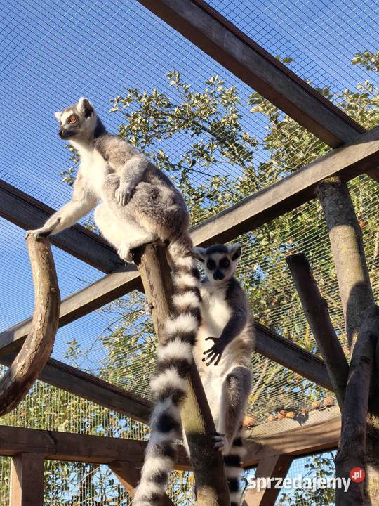 Lemur samica z młodym samcem Łomża