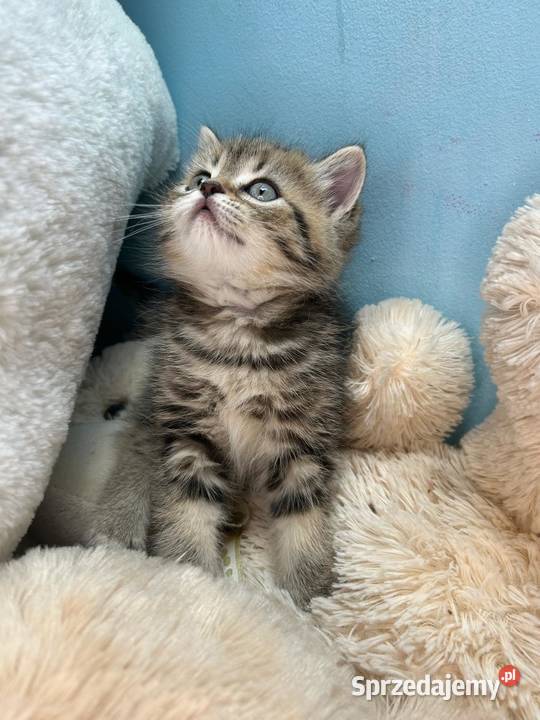 Kocurek brytyjski Alfa Wielka Lipa