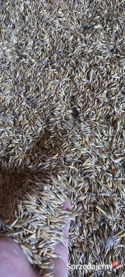 Pszenica Pszenżyto owies łubin małopolskie