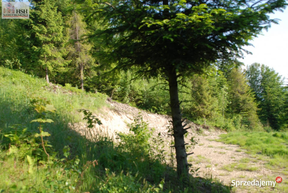Do sprzedaży działka 14000m2 Żarnówka Sprzedaż sprzedam