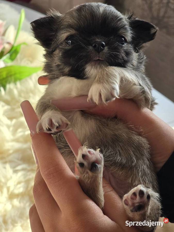 Chihuahua Sobolowy Mini Xxs Bielsko-Biała sprzedam