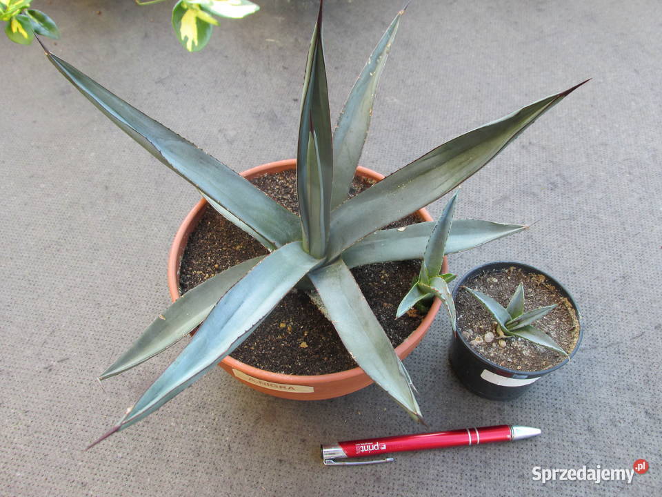 Mrozoodporna agawa do 12C Agave x nigra sadzonka Kraków