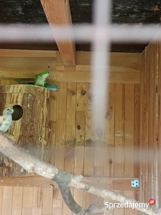 Papugi sprzedam Czarna Kolonia