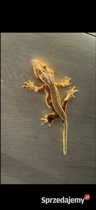 Gekon orzęsiony samica Łomianki