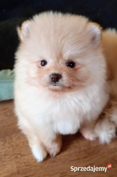 Szpic miniatura pomeranian ZKwP FCI marzec Kuźnica Kiedrzyńska
