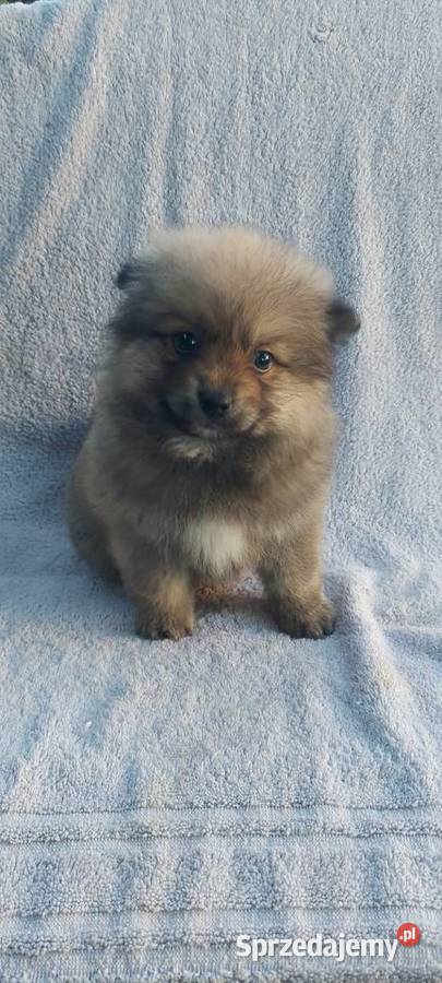 Szpic miniaturowy szczeniaki Tarnów sprzedam