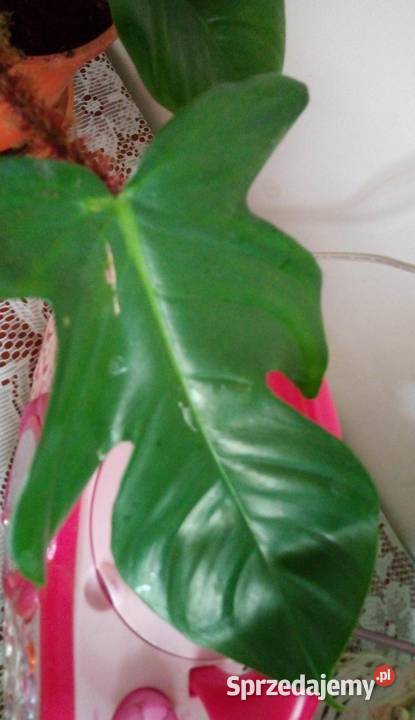 Kwiaty doniczkowe Philodendron squamiferum 033