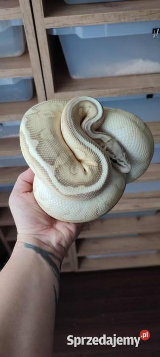 Ret Stripe Pastel YB Lesser Het clown Puławy