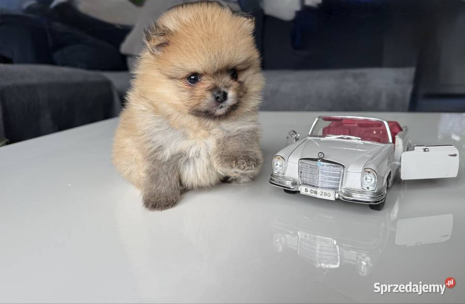 Szpic miniaturowy Pomeranian Bobo pomorskie Kolbudy
